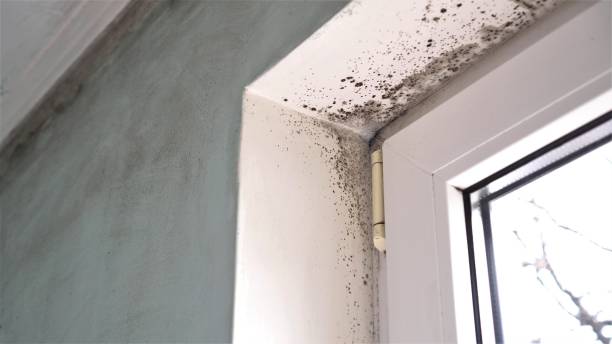 Best Mold Documentation for Insurance Claims  in Osceola, IN