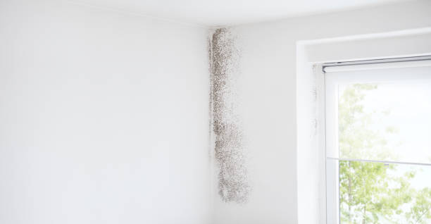 Reliable Osceola, IN Mold Removal Solutions
