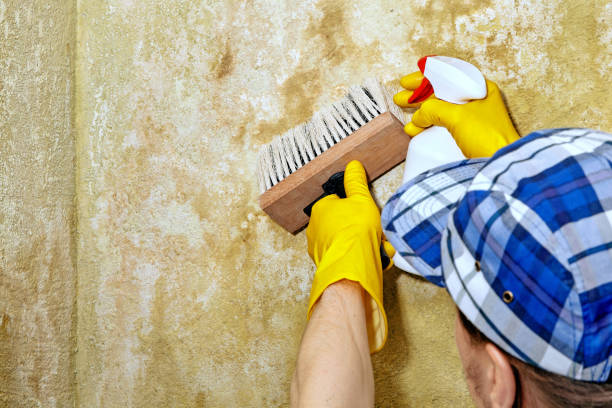 Best Basement Mold Removal  in Osceola, IN