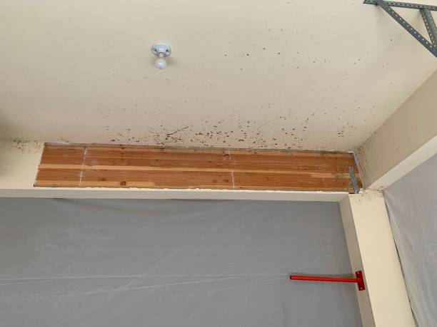 Best Comprehensive Air Testing for Mold Contaminants  in Osceola, IN
