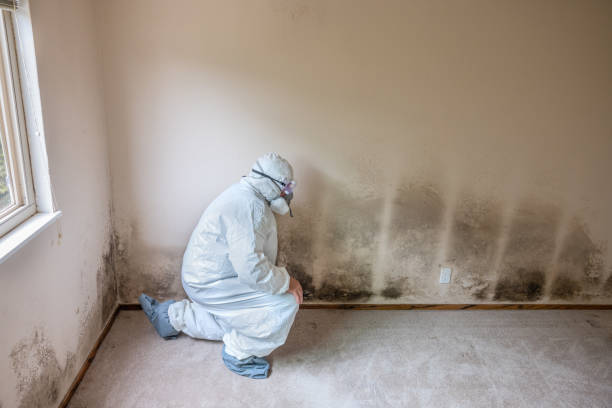 Best Asbestos and Lead Testing During Mold Inspection  in Osceola, IN