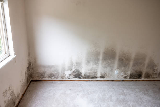 Best Biohazard Mold Removal  in Osceola, IN