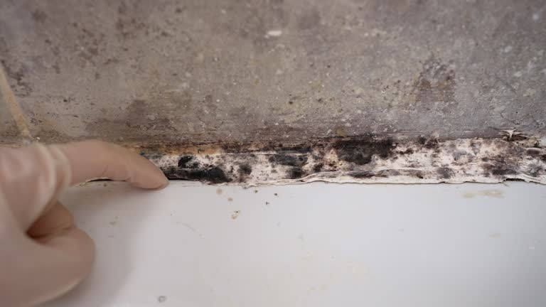 Best Black Mold Removal  in Osceola, IN